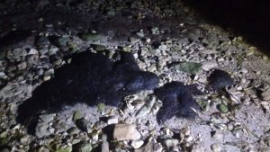 El hallazgo de hidrocarburos en playas de Punta Xen genera preocupación por el posible impacto ambiental durante la temporada de anidación de tortugas.