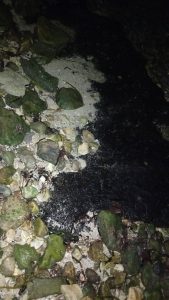 Organizaciones ecologistas solicitaron una investigación urgente tras detectar presencia de hidrocarburos en costas de Campeche.