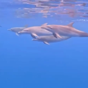 Se avistan delfines en Seybaplaya y regalan un espectáculo natural