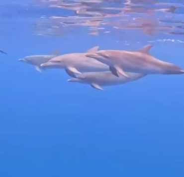 Se avistan delfines en Seybaplaya y regalan un espectáculo natural