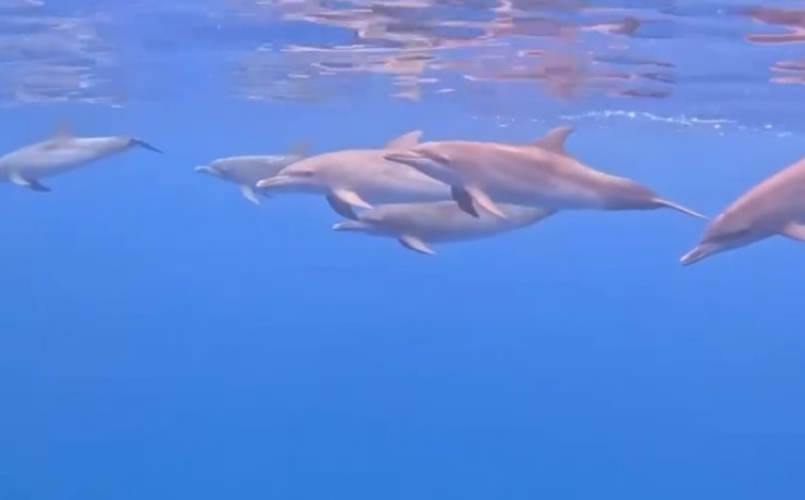 Se avistan delfines en Seybaplaya y regalan un espectáculo natural