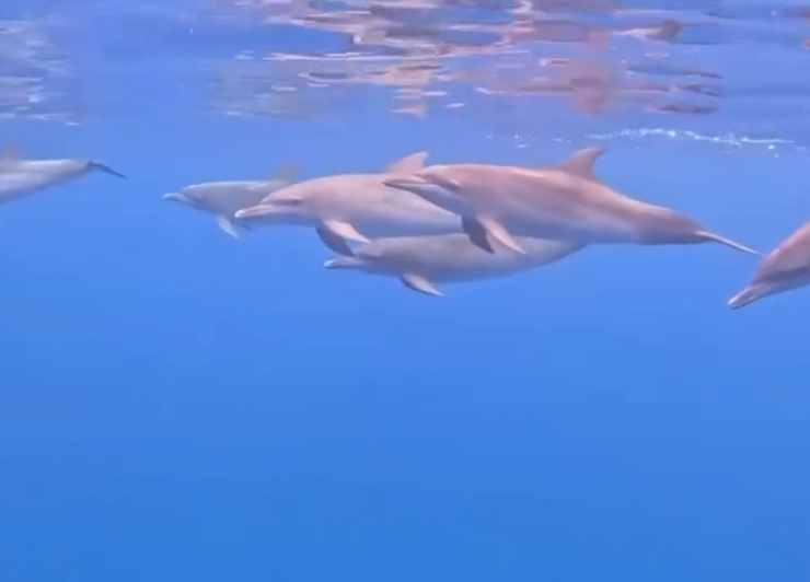 Se avistan delfines en Seybaplaya y regalan un espectáculo natural