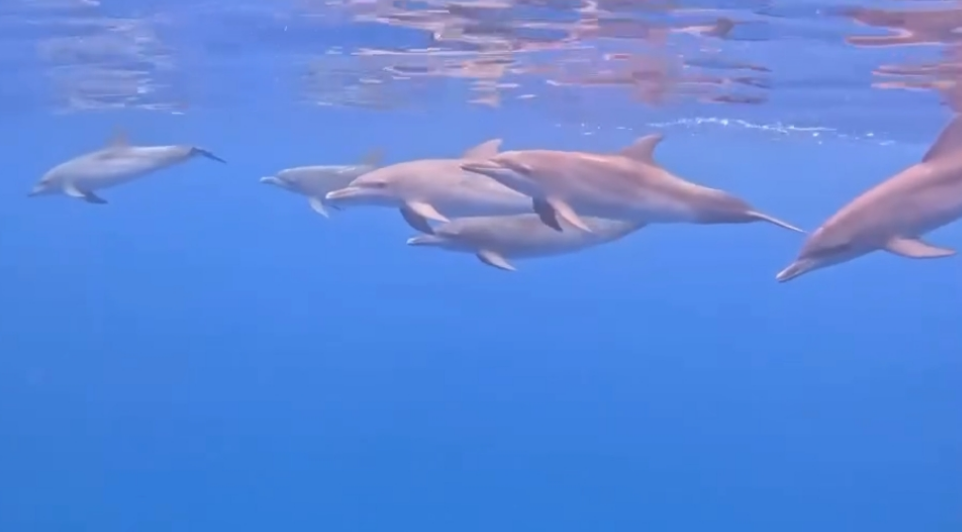 Se avistan delfines en Seybaplaya y regalan un espectáculo natural