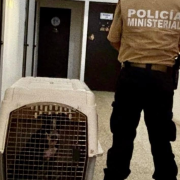 Fiscalía asegura a perro lesionado en El Sinaí