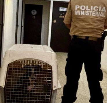 Fiscalía asegura a perro lesionado en El Sinaí