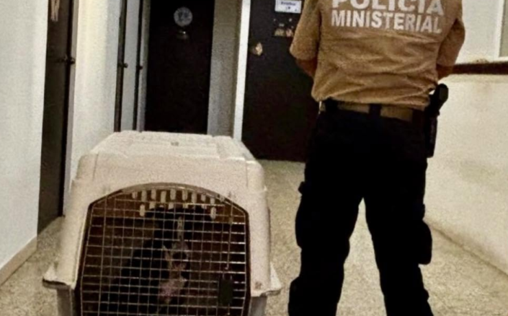 Fiscalía asegura a perro lesionado en El Sinaí