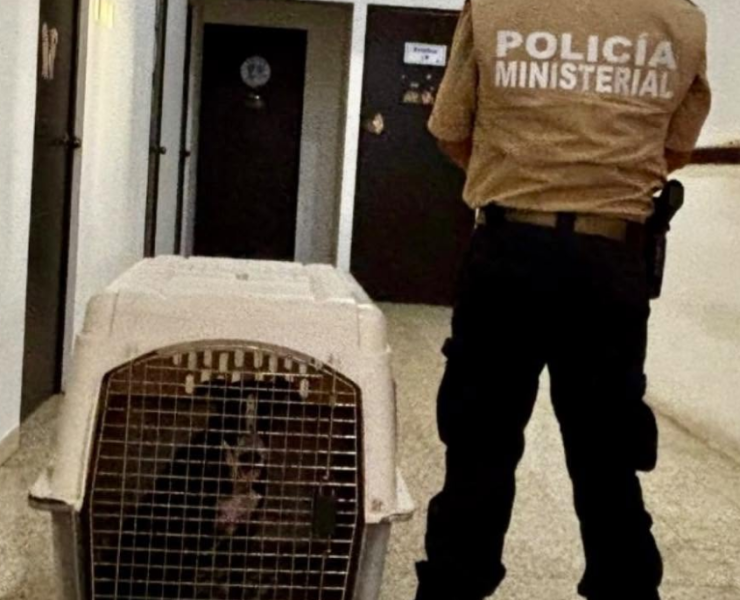 Fiscalía asegura a perro lesionado en El Sinaí