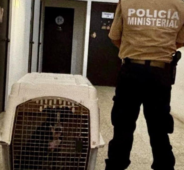 Fiscalía asegura a perro lesionado en El Sinaí
