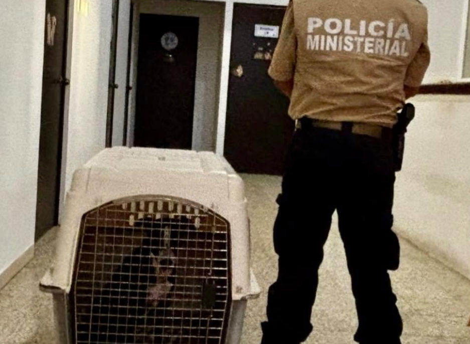 Fiscalía asegura a perro lesionado en El Sinaí
