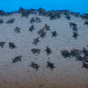 Milagro en Punta Xen, Campeche. Tortugas rompen el huevo