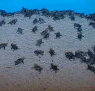 Milagro en Punta Xen, Campeche. Tortugas rompen el huevo