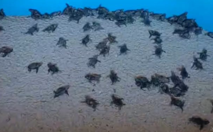 Milagro en Punta Xen, Campeche. Tortugas rompen el huevo
