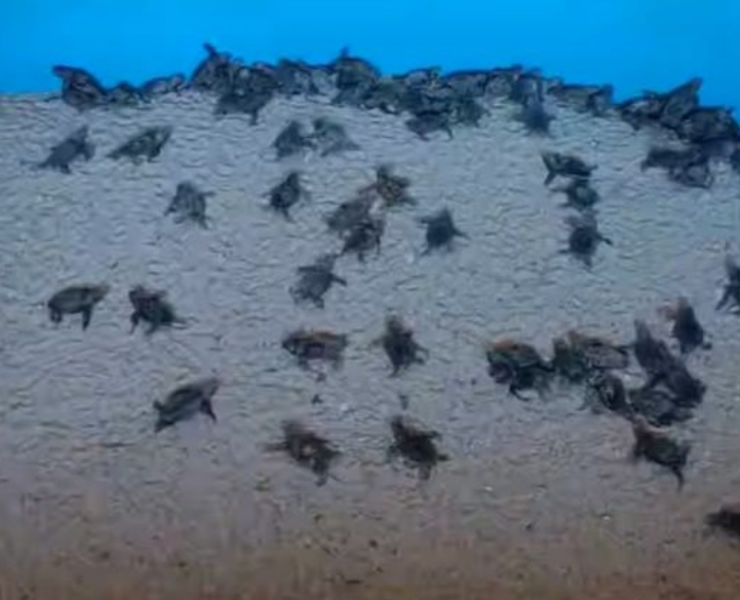 Milagro en Punta Xen, Campeche. Tortugas rompen el huevo