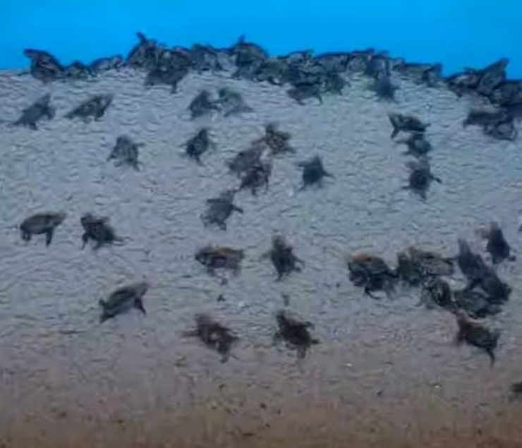 Milagro en Punta Xen, Campeche. Tortugas rompen el huevo