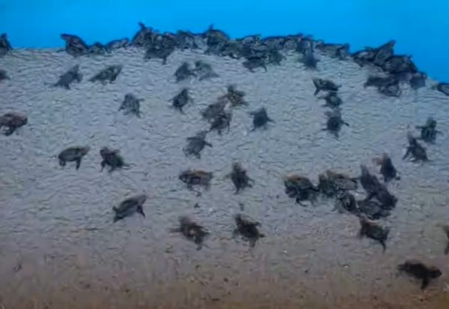 Milagro en Punta Xen, Campeche. Tortugas rompen el huevo