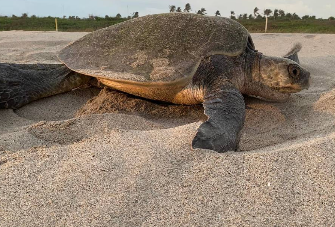Impacto ambiental del milagro en Punta Xen en la vida marina