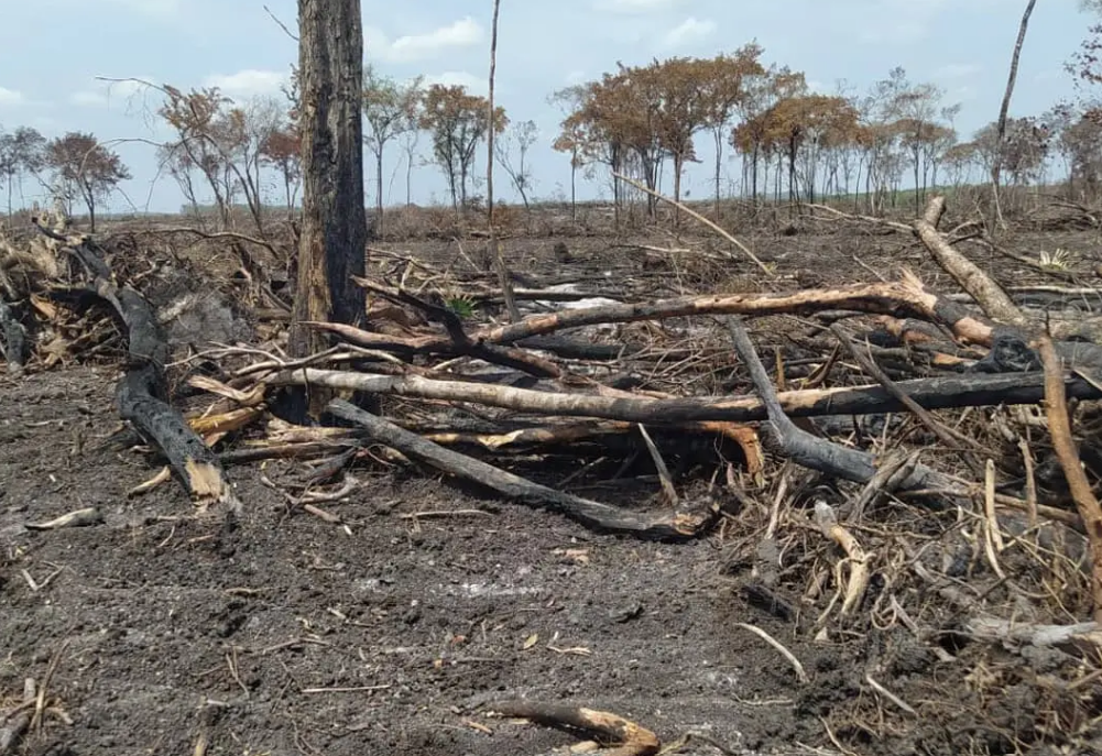 Campeche pierde 205 hectáreas de selva: impacto ambiental