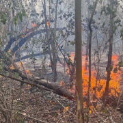 Los incendios forestales en Campeche casi se triplican en lo que va de 2026