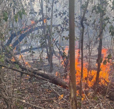 Los incendios forestales en Campeche casi se triplican en lo que va de 2026