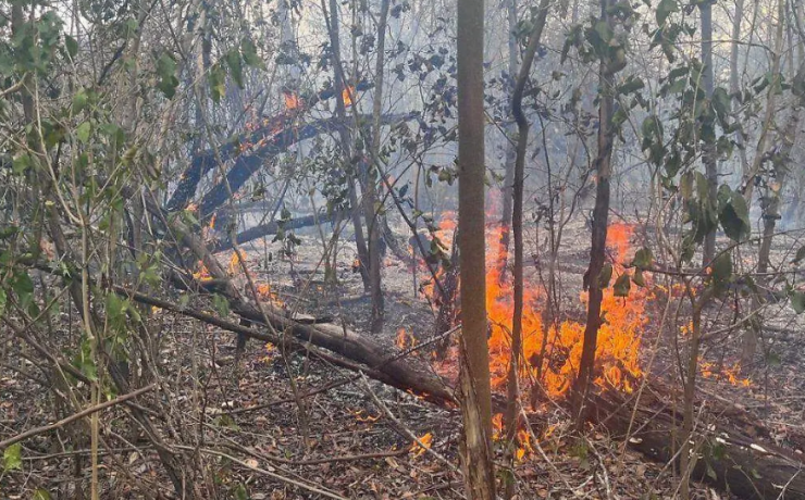 Los incendios forestales en Campeche casi se triplican en lo que va de 2026
