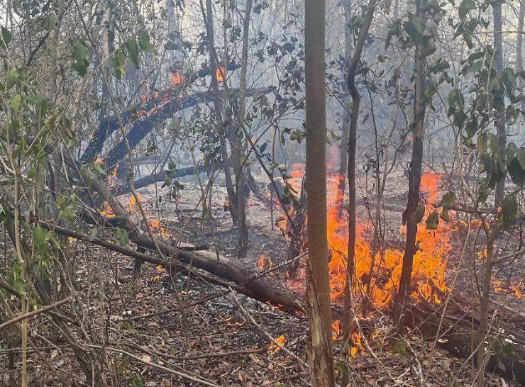 Los incendios forestales en Campeche casi se triplican en lo que va de 2026