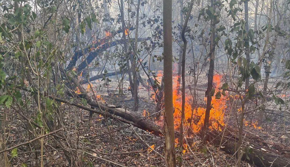Los incendios forestales en Campeche casi se triplican en lo que va de 2026