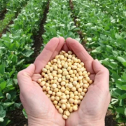 Campeche proyecta siembra récord de 55 mil hectáreas de soya