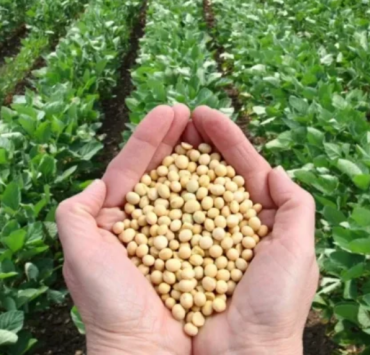 Campeche proyecta siembra récord de 55 mil hectáreas de soya