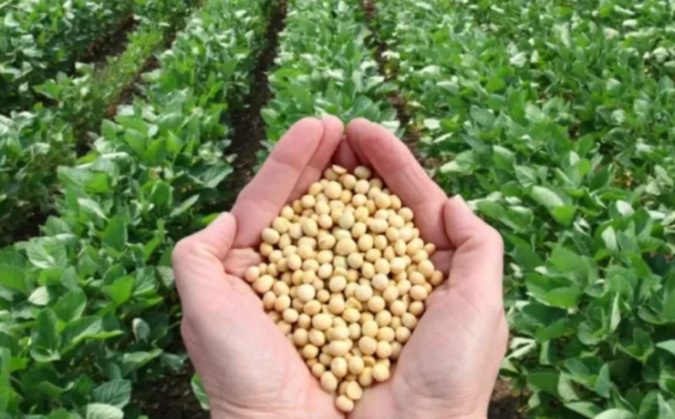 Campeche proyecta siembra récord de 55 mil hectáreas de soya