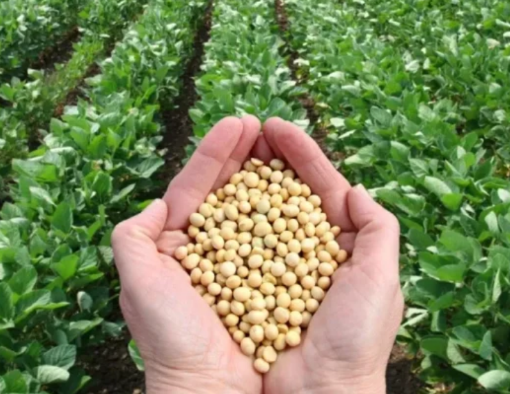 Campeche proyecta siembra récord de 55 mil hectáreas de soya