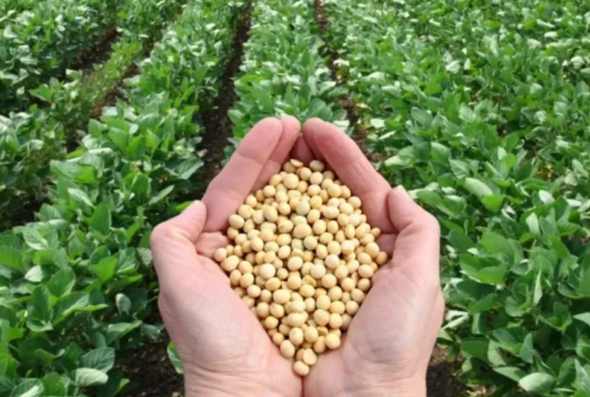 Campeche proyecta siembra récord de 55 mil hectáreas de soya