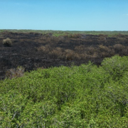 "Milton" revive a un manglar en Campeche