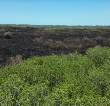 "Milton" revive a un manglar en Campeche
