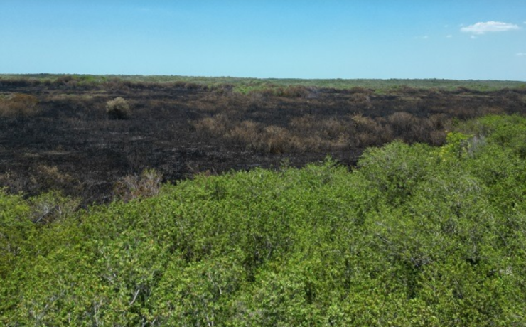 "Milton" revive a un manglar en Campeche