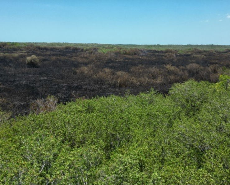 "Milton" revive a un manglar en Campeche