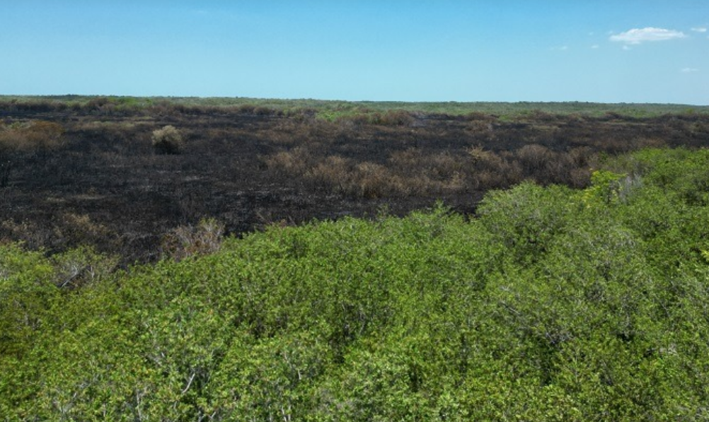 "Milton" revive a un manglar en Campeche