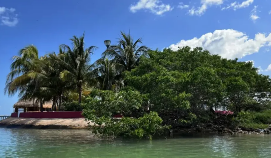 Manglar revive en Isla Arena y su restauración comunitaria