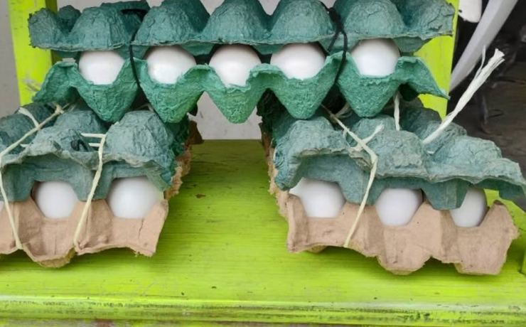 Se desploma el precio del huevo en Campeche