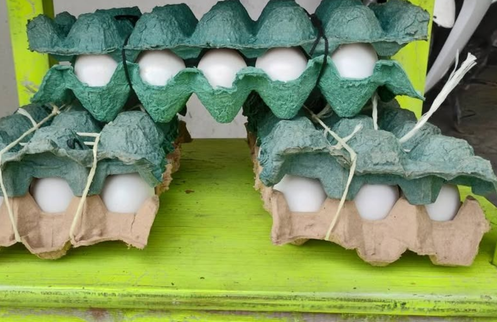Se desploma el precio del huevo en Campeche