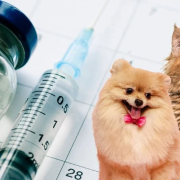 Vacunación y esterilización de mascotas en Campeche