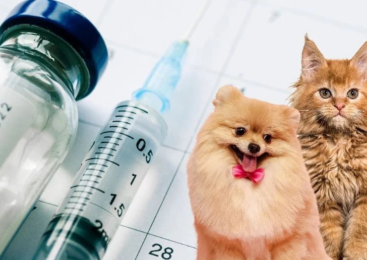 Vacunación y esterilización de mascotas en Campeche