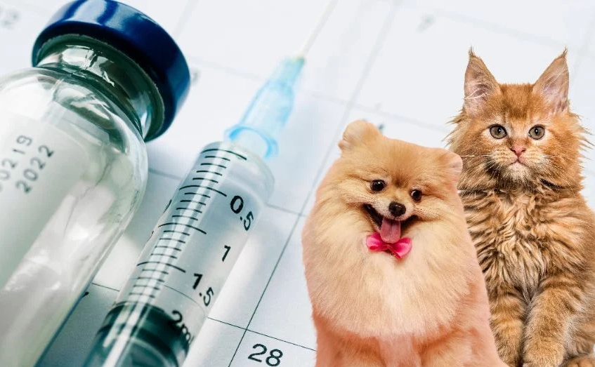 Vacunación y esterilización de mascotas en Campeche