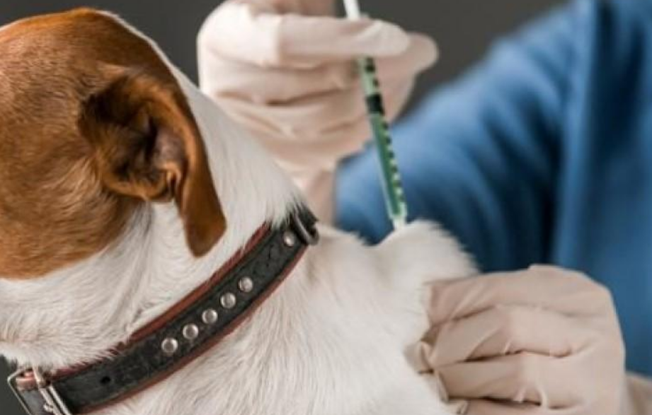 Avances de vacunación y esterilización de mascotas en Escárcega