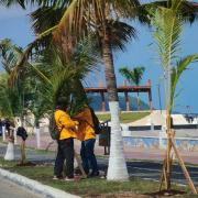 Inicia reforestación del Malecón de Campeche