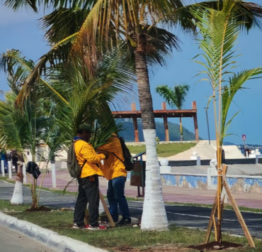 Inicia reforestación del Malecón de Campeche