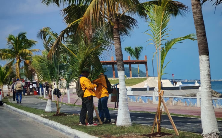 Inicia reforestación del Malecón de Campeche