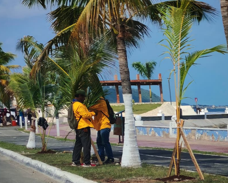 Inicia reforestación del Malecón de Campeche
