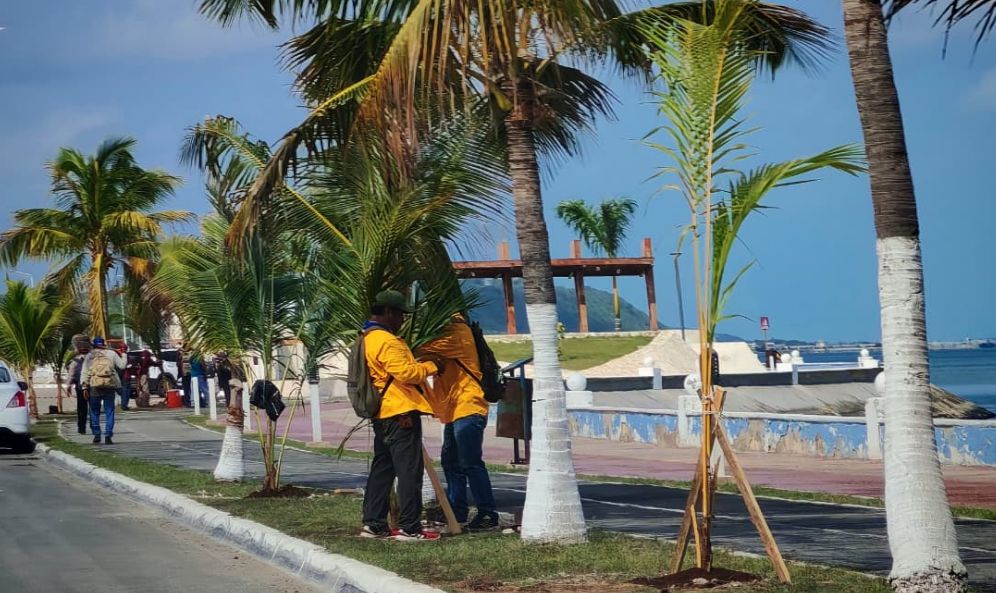 Inicia reforestación del Malecón de Campeche