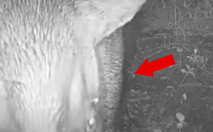Histórico avistamiento de tapir en Champotón