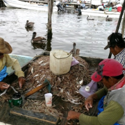 Pescadores de Campeche irán a huelga por desvío de recursos